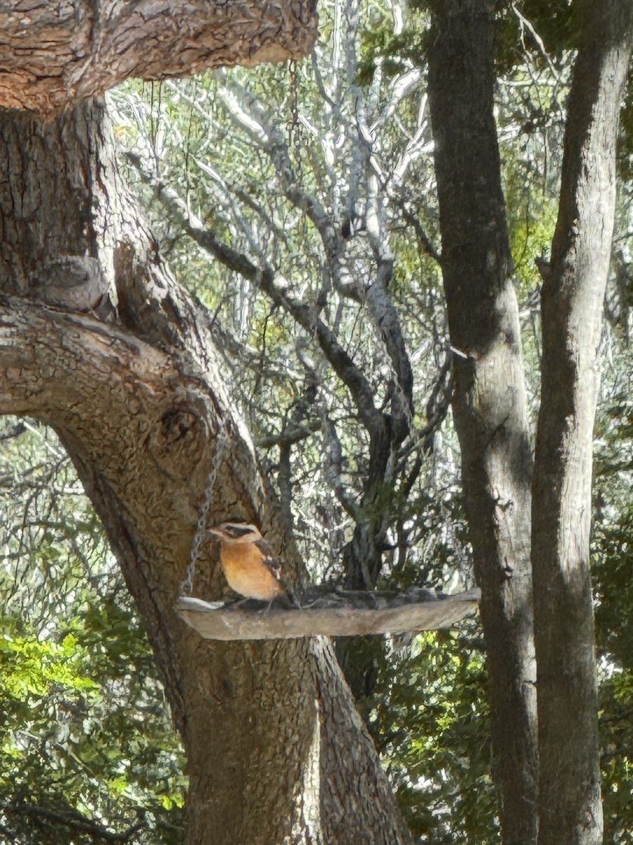 Black-headed Grosbeak - ML644361987