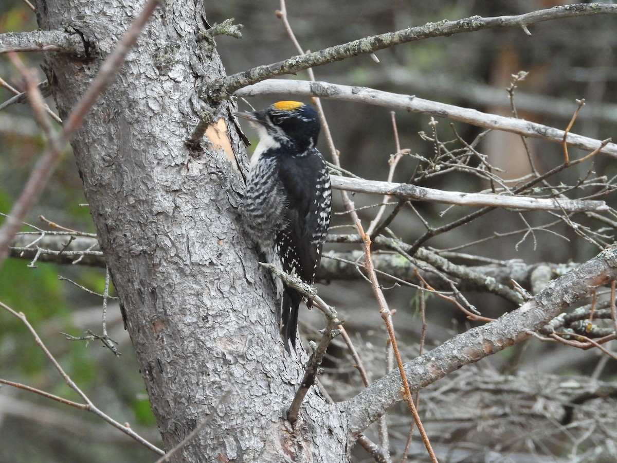 American Three-toed Woodpecker - ML644362001