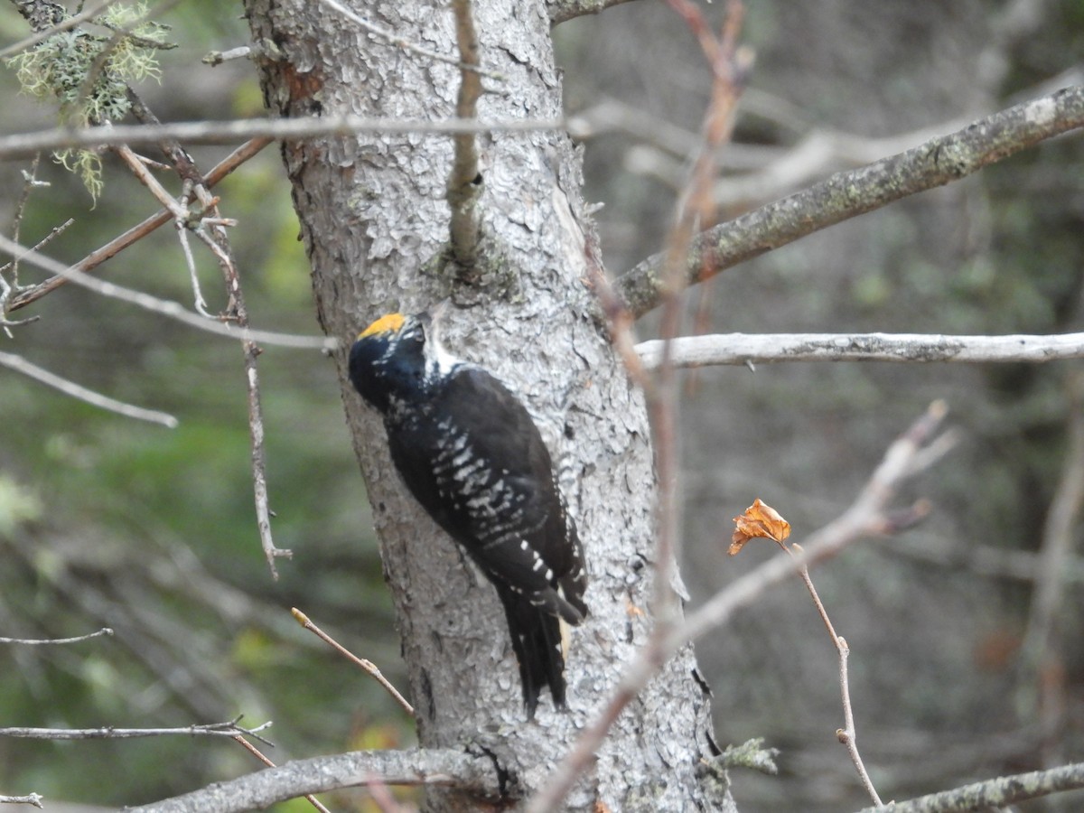 American Three-toed Woodpecker - ML644362002