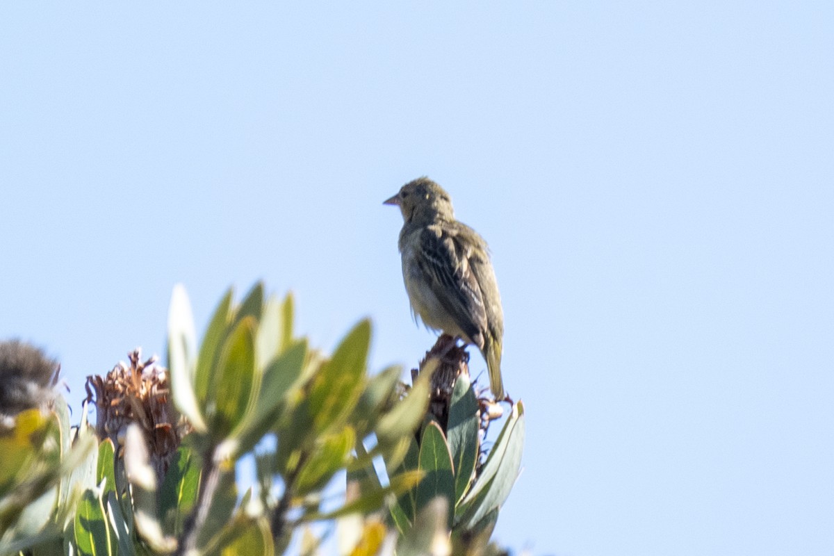 Cape Weaver - ML644362020