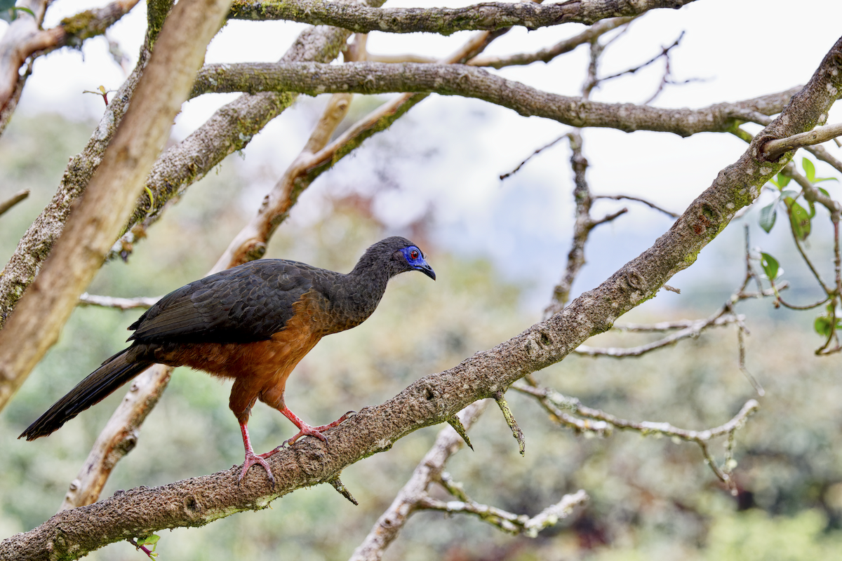 Sickle-winged Guan - ML644362025