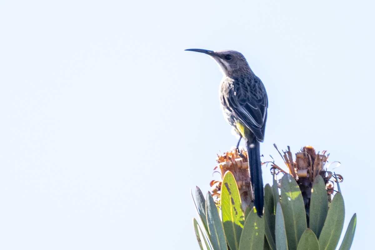 Cape Sugarbird - ML644362027