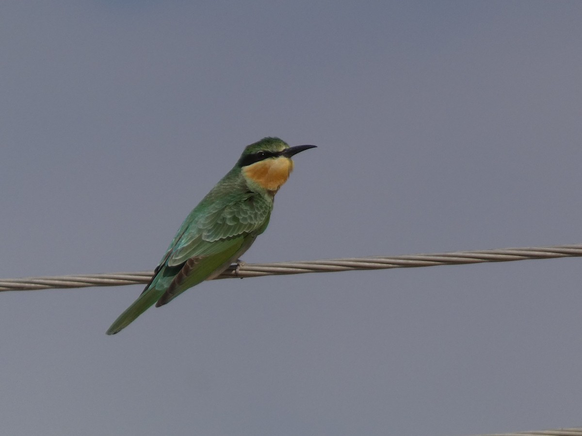 Guêpier de Perse - ML644362028