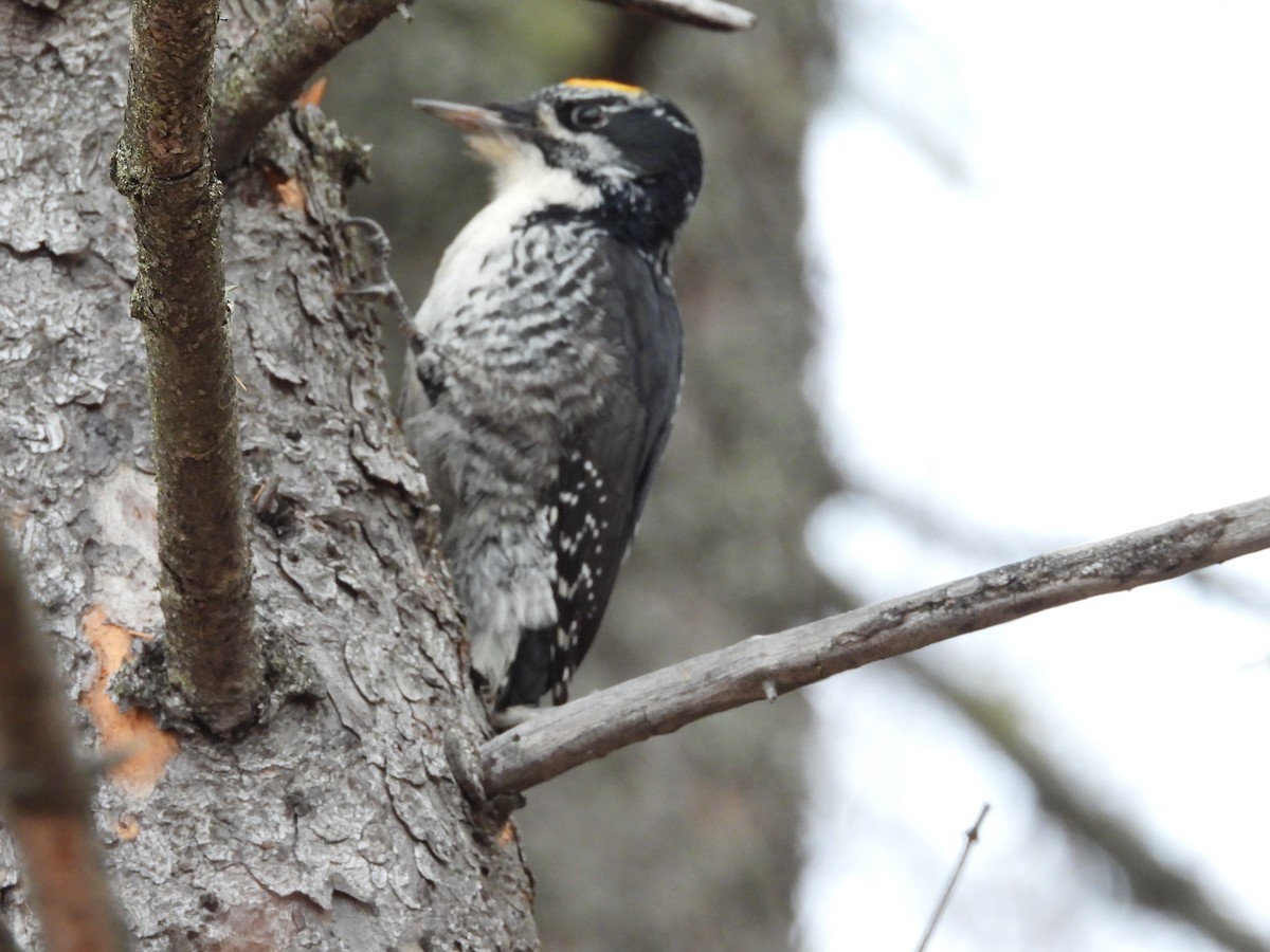 American Three-toed Woodpecker - ML644362033