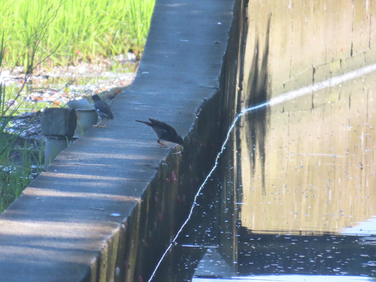 Crested Myna - ML644362037