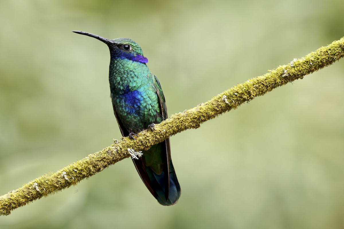 fiolørekolibri - ML644362039