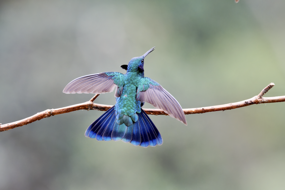 fiolørekolibri - ML644362040