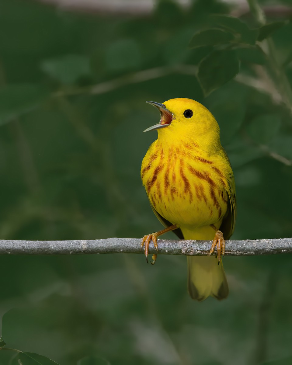 Northern Yellow Warbler - ML644362046