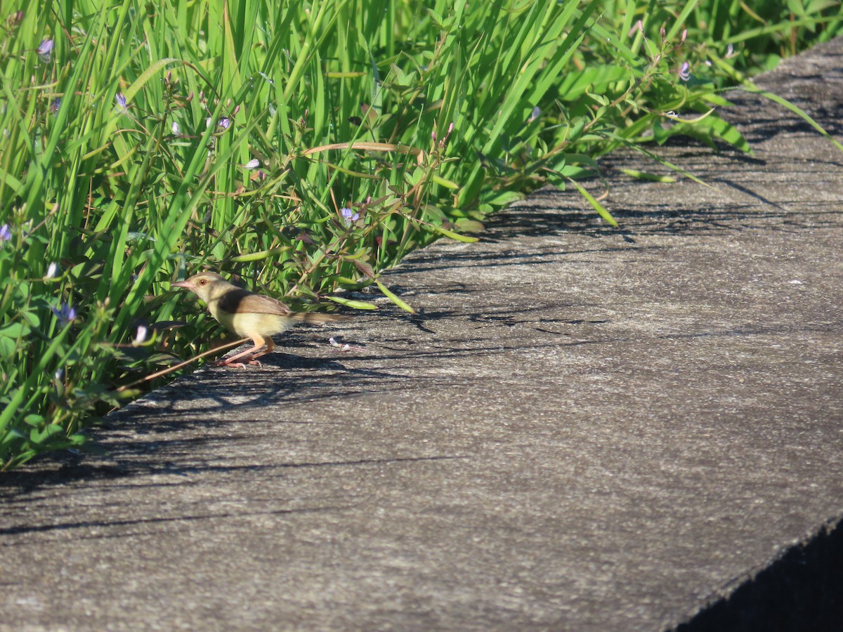 Prinia Sencilla - ML644362050