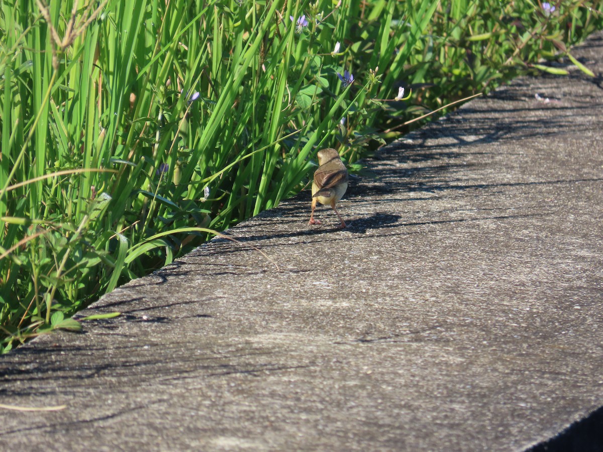 Prinia Sencilla - ML644362051