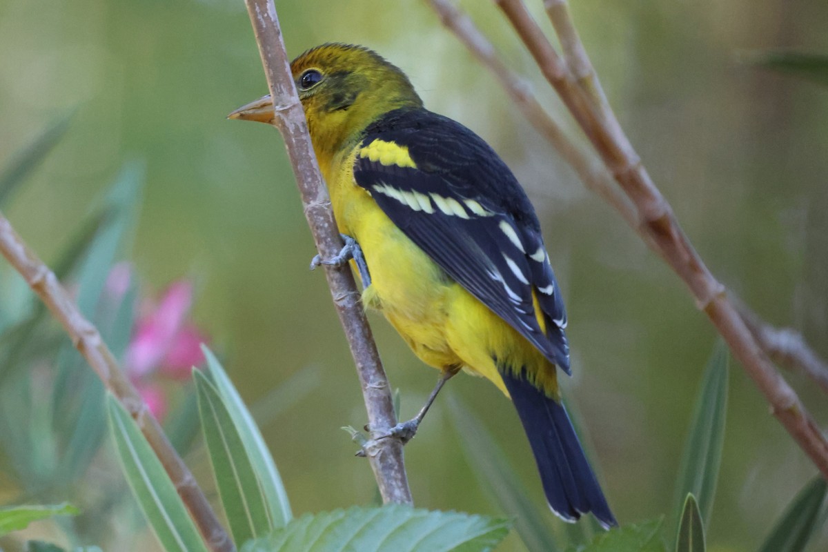Western Tanager - ML644362057