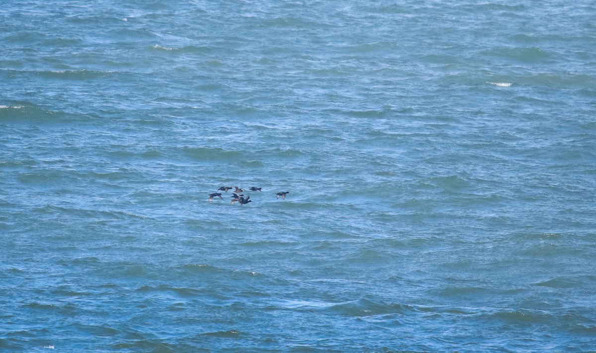 turpan černý - ML644362073