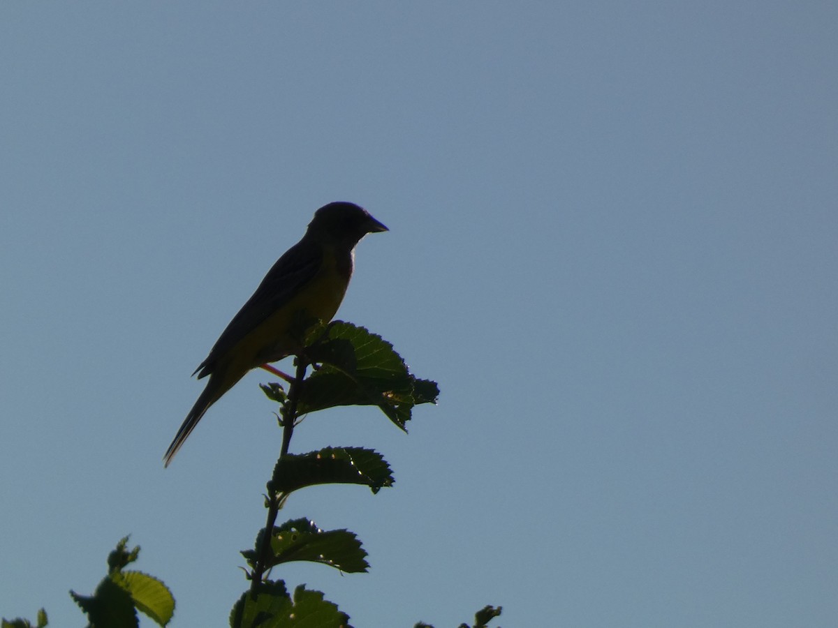 Kızıl Başlı Çinte - ML644362080