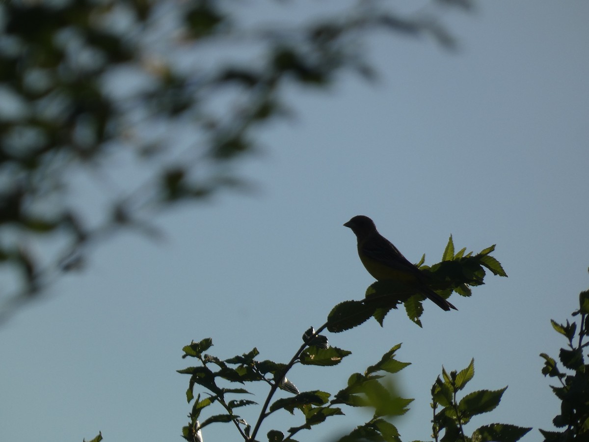 Kızıl Başlı Çinte - ML644362089