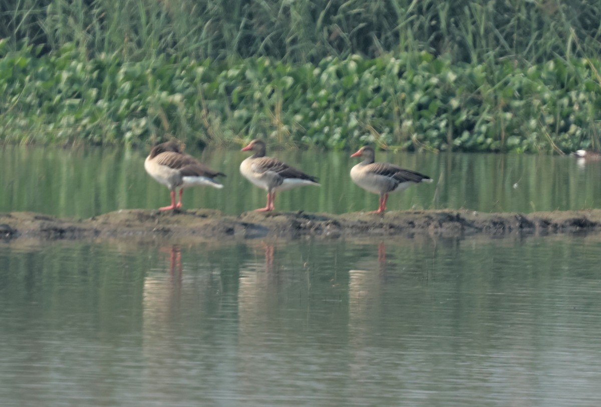 Серый гусь - ML644362095