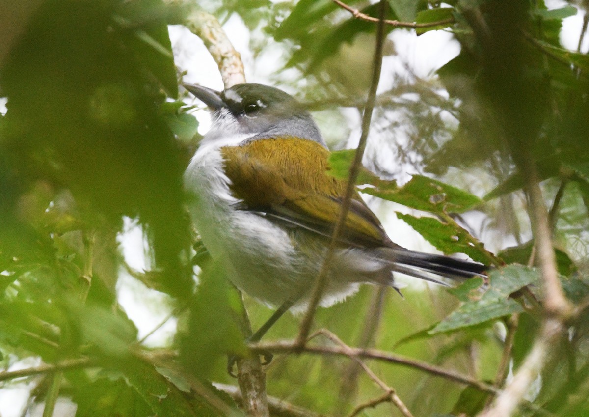 ハジロアメリカムシクイ - ML644362097