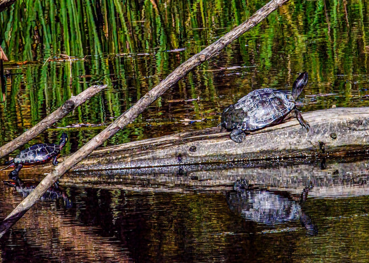 Reptiles - ML644362132