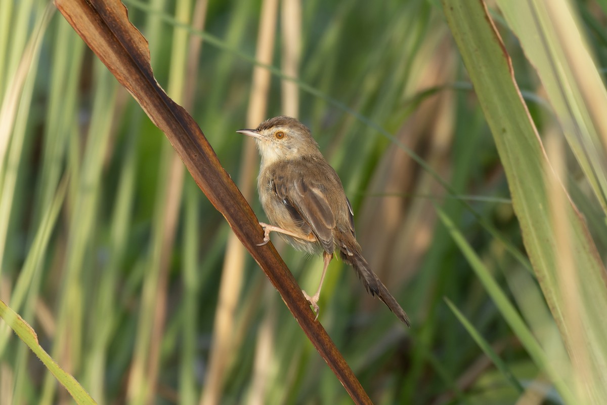 Prinia Sencilla - ML644362135