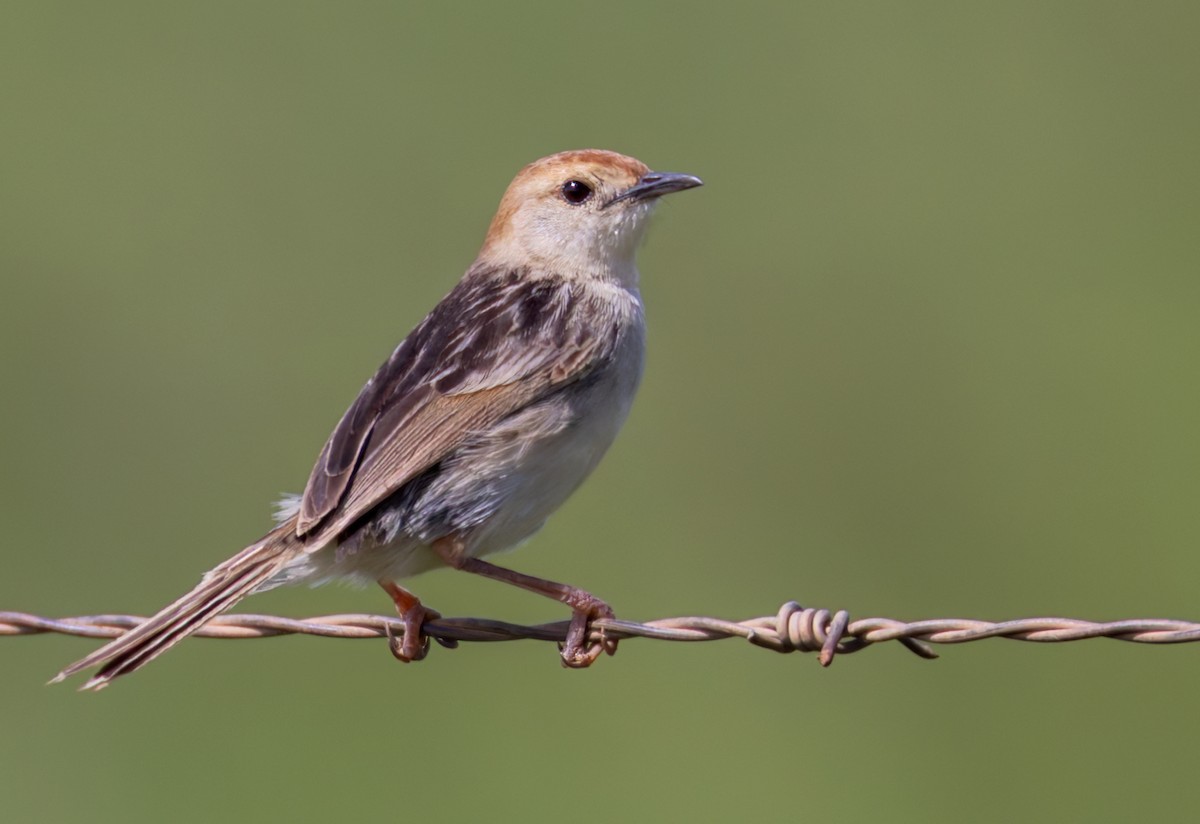 Levaillant's Cisticola - ML644362136