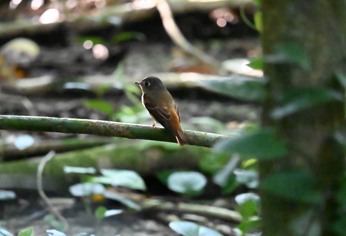 Ferruginous Flycatcher - ML644362143
