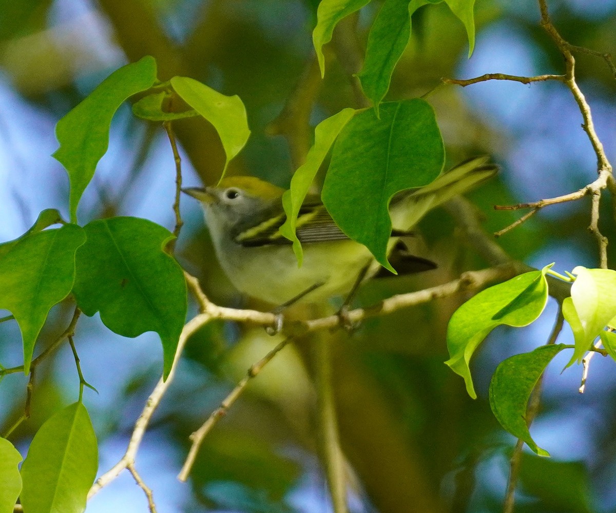 brunsideparula - ML644362148