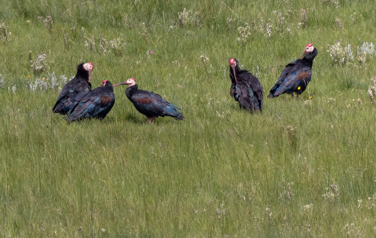 Southern Bald Ibis - ML644362149
