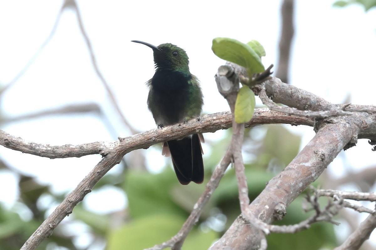 Puerto Rican Mango - ML644362155