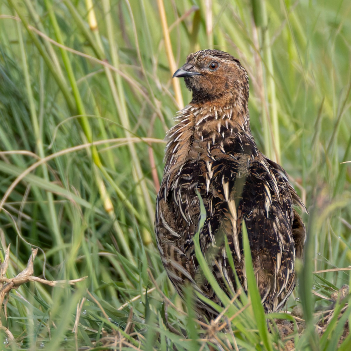 Common Quail - ML644362158