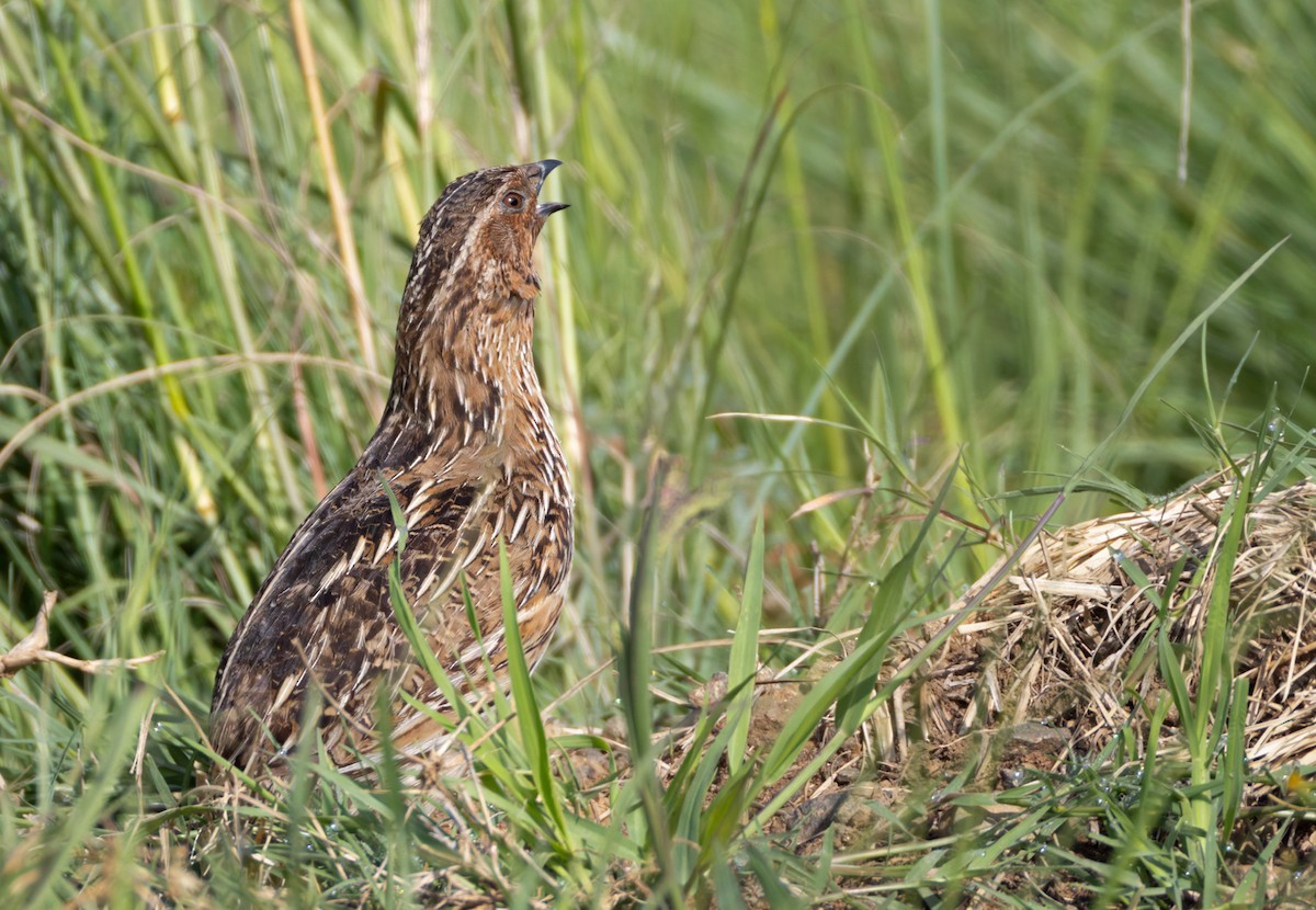 Common Quail - ML644362159