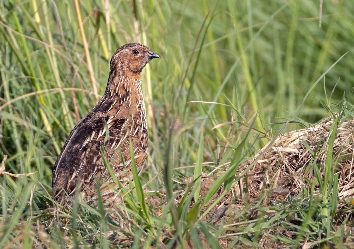 Common Quail - ML644362160