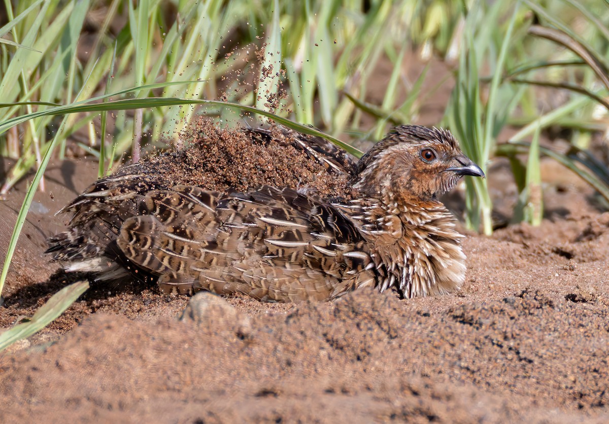 Common Quail - ML644362161