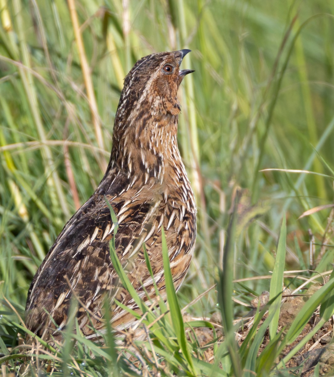Common Quail - ML644362162