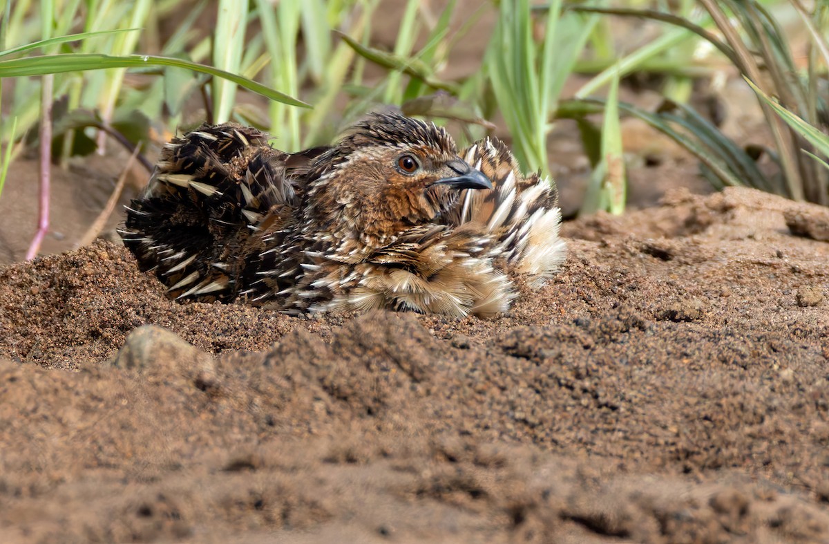 Common Quail - ML644362163