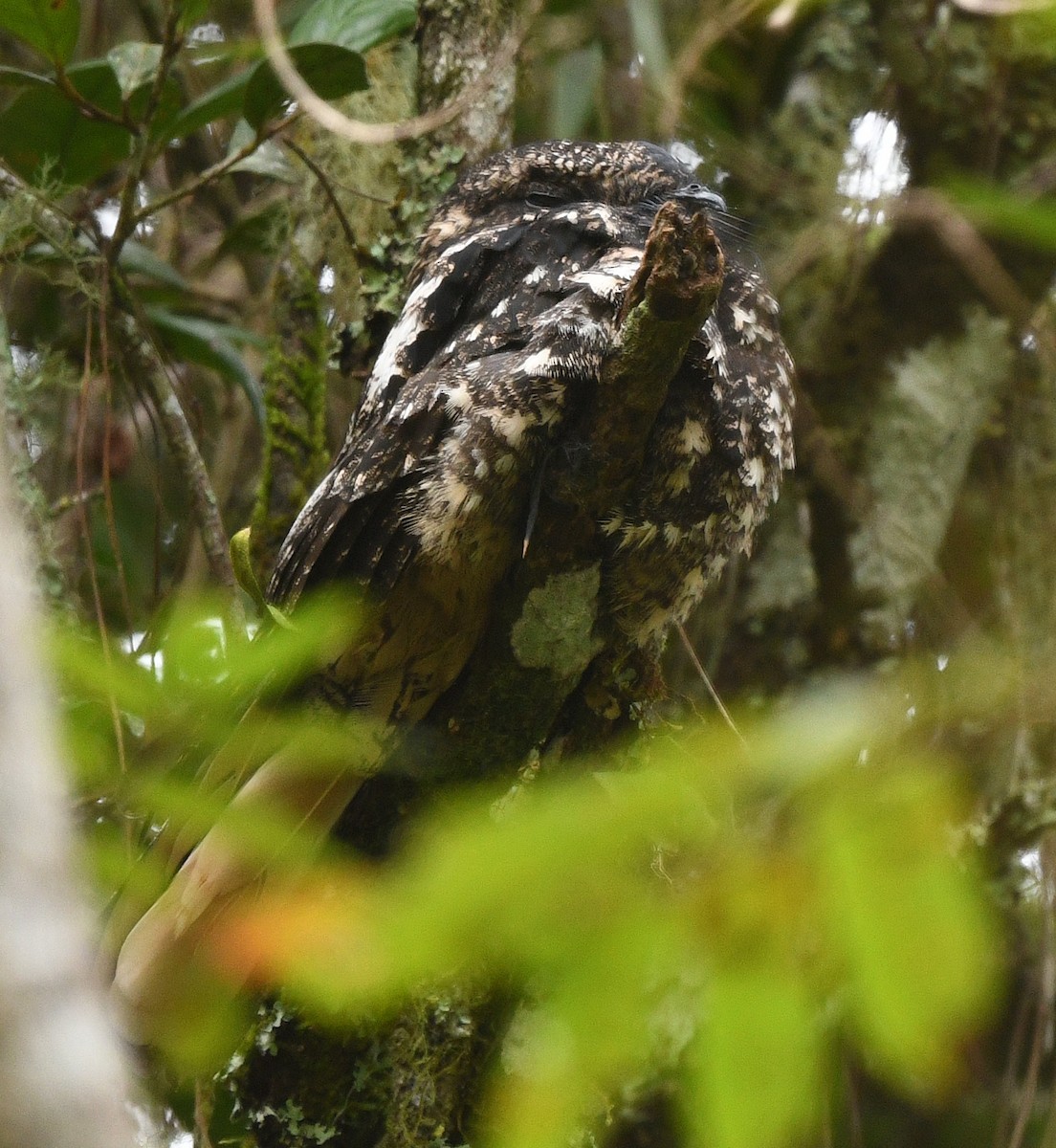 Hispaniolan Nightjar - ML644362164