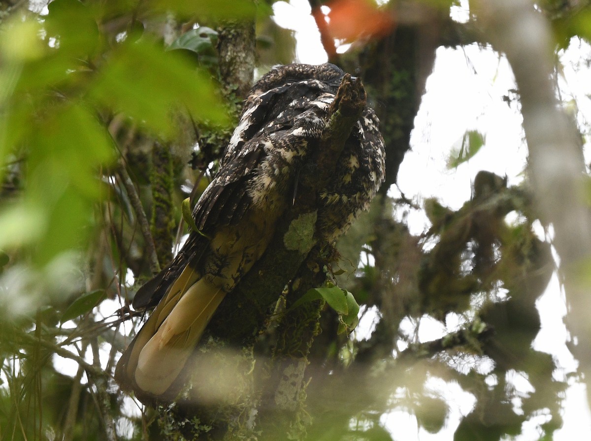 Hispaniolan Nightjar - ML644362165