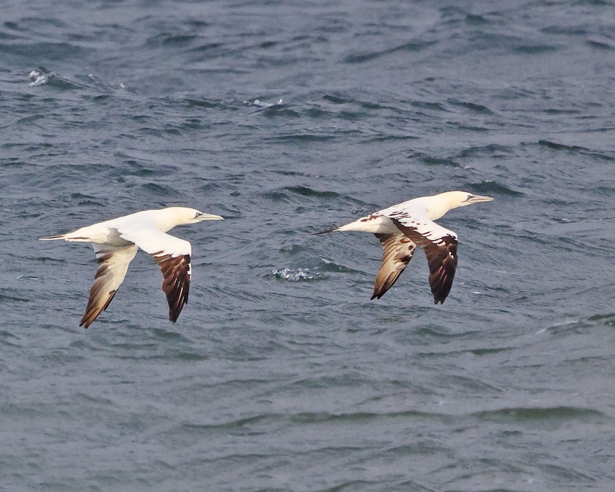 havsule - ML644362170