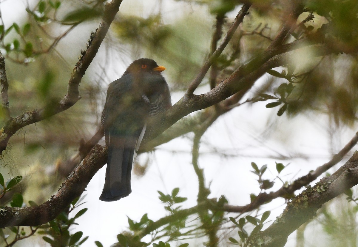 Hispaniolatrogon - ML644362175