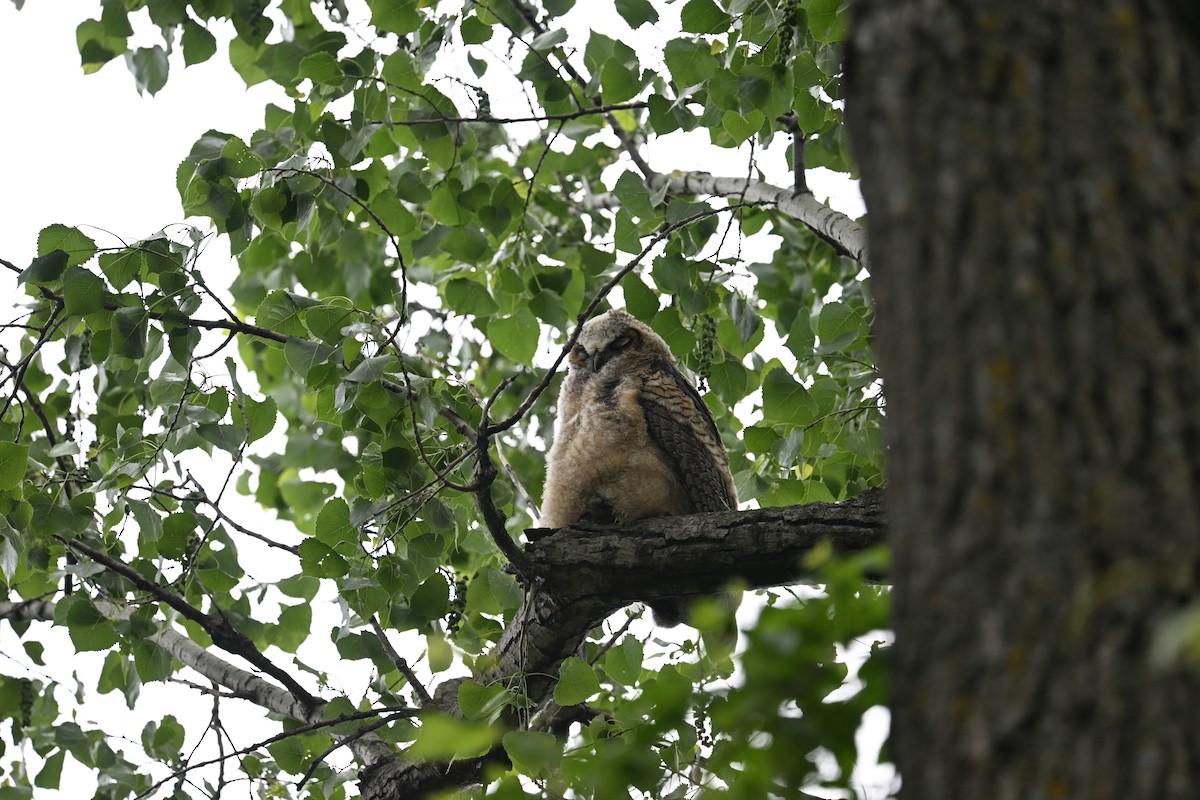 Great Horned Owl - ML644362176