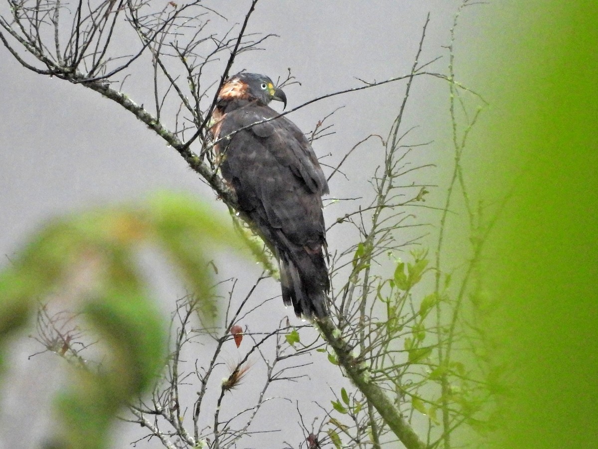 Hook-billed Kite - ML644362192