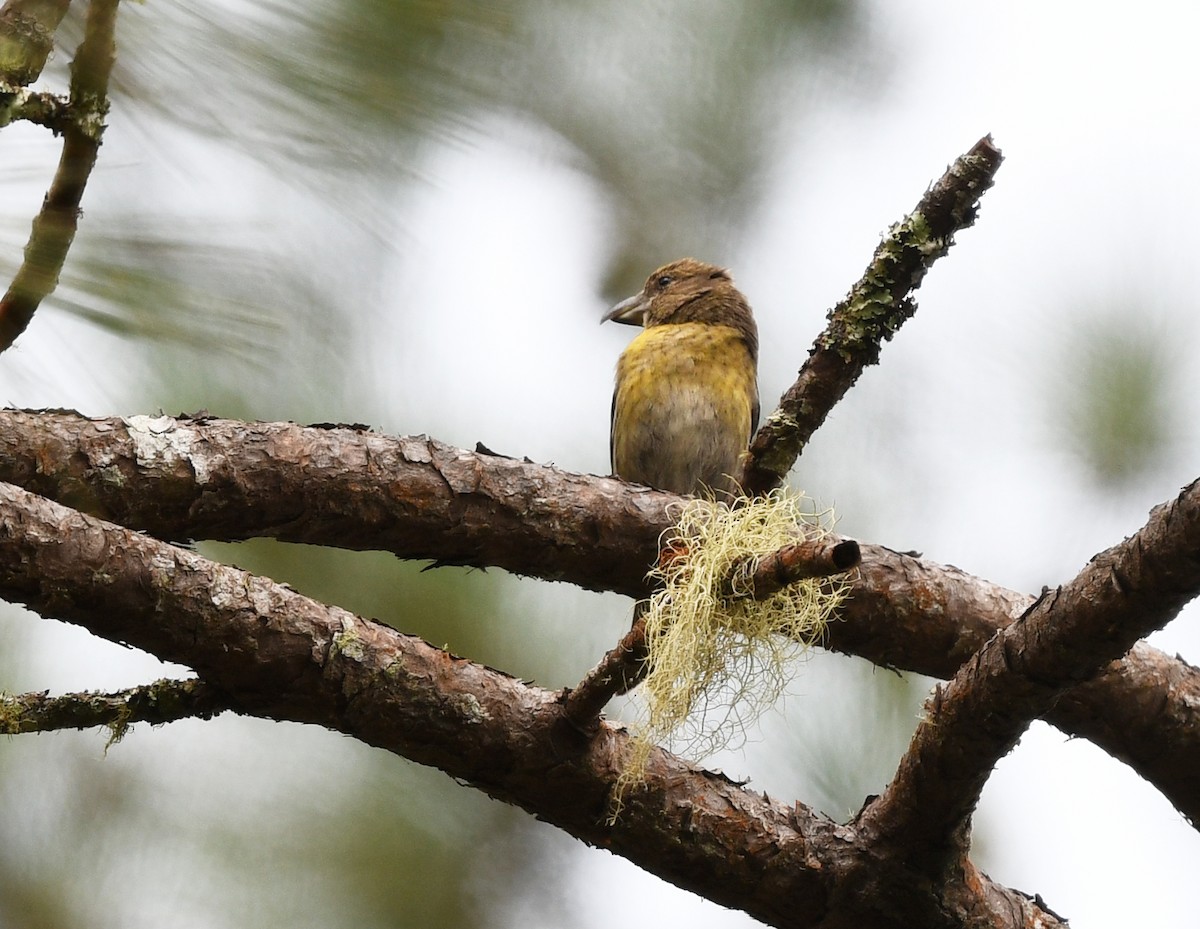 ヒスパニオライスカ - ML644362209