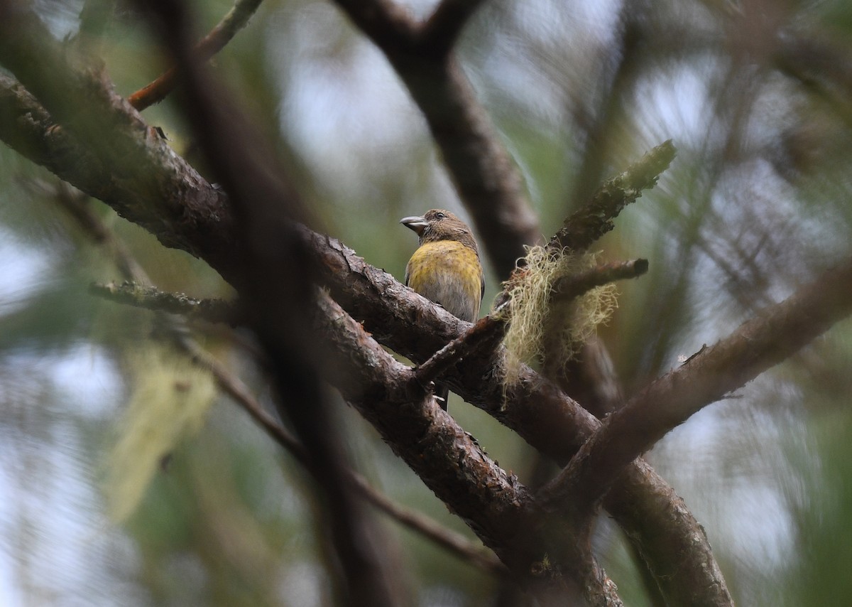 ヒスパニオライスカ - ML644362210