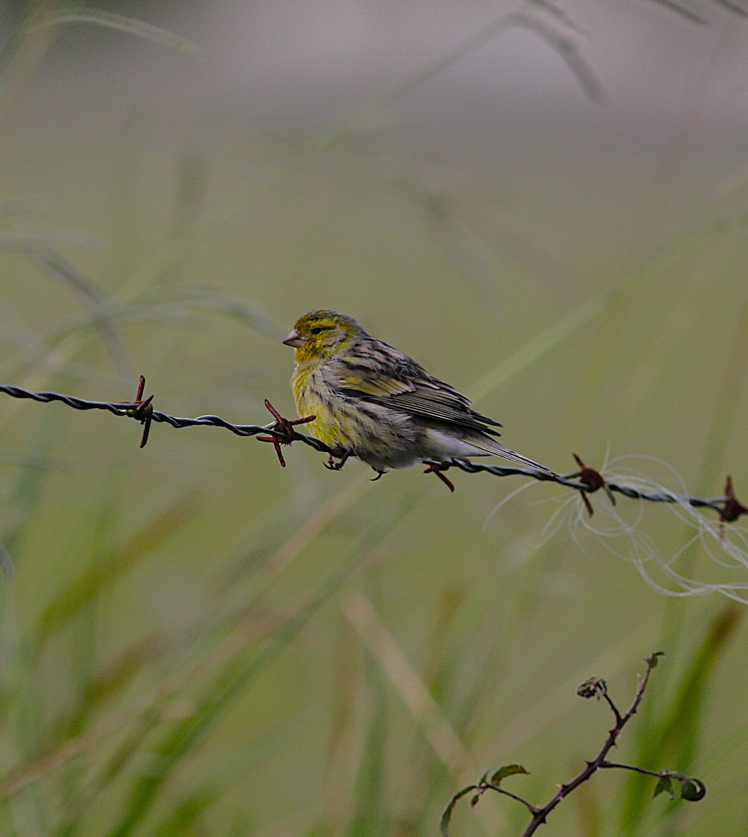 Serin des Canaries - ML644362221