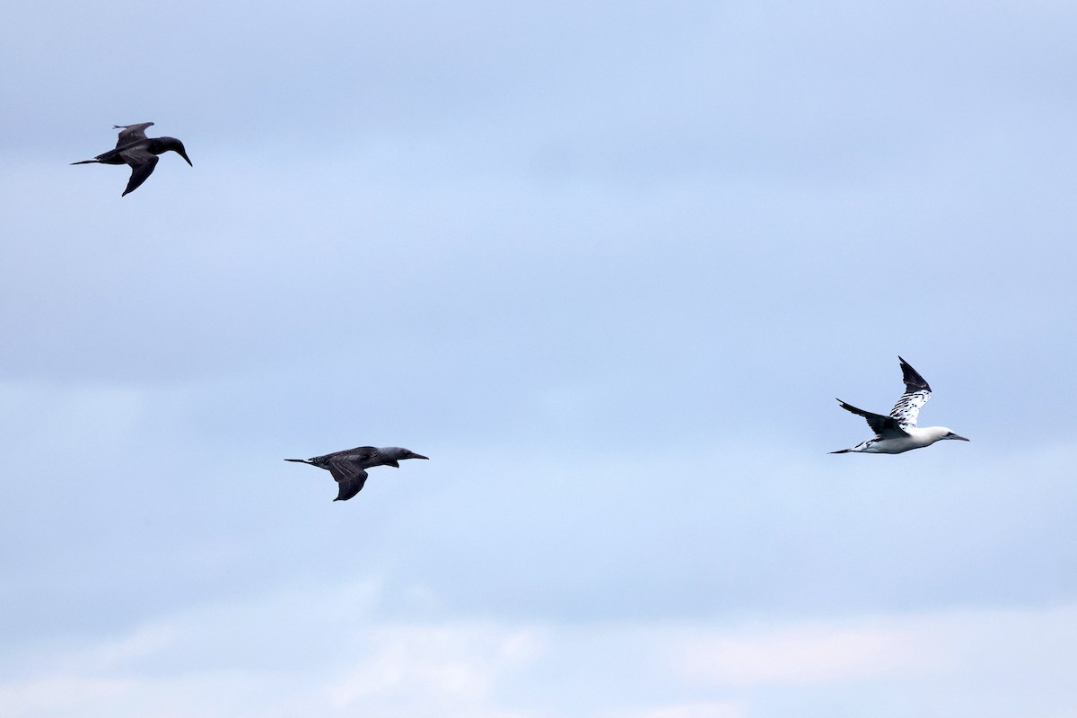 havsule - ML644362222