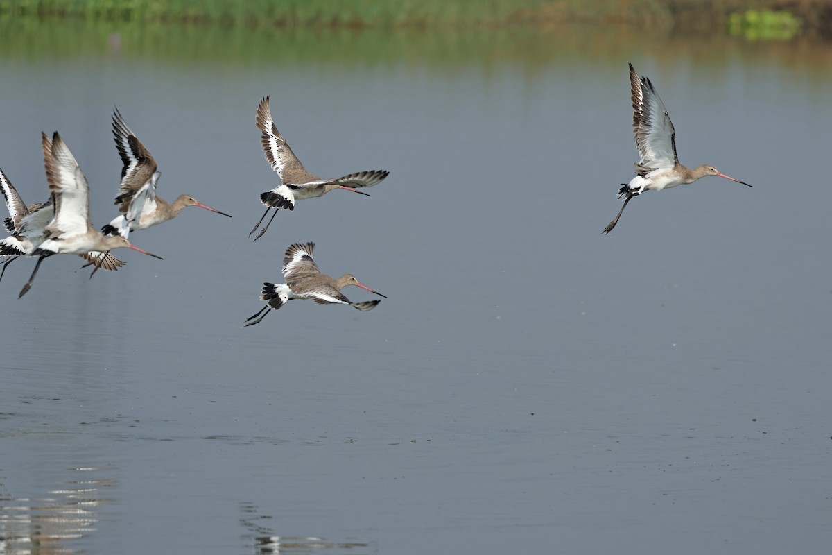 Морин цууцал - ML644362223