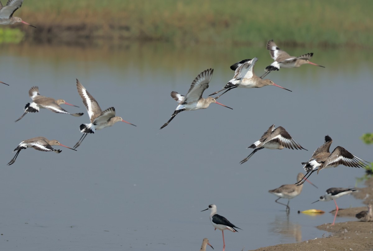 Морин цууцал - ML644362224