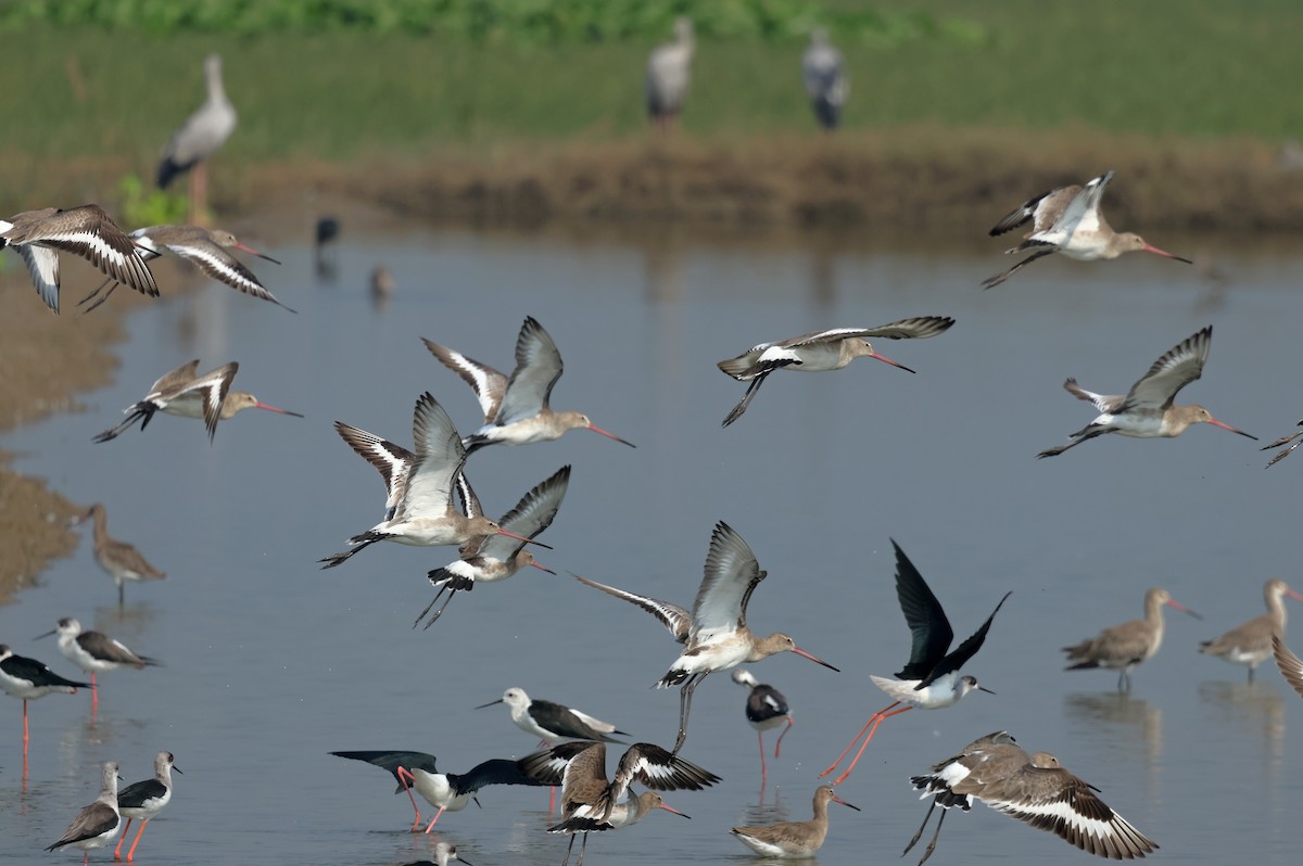 Морин цууцал - ML644362225