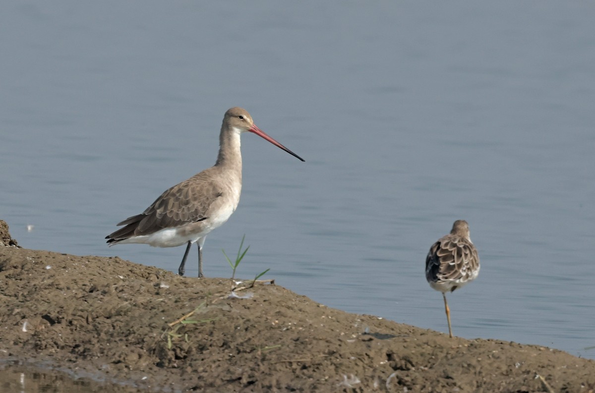 Морин цууцал - ML644362226