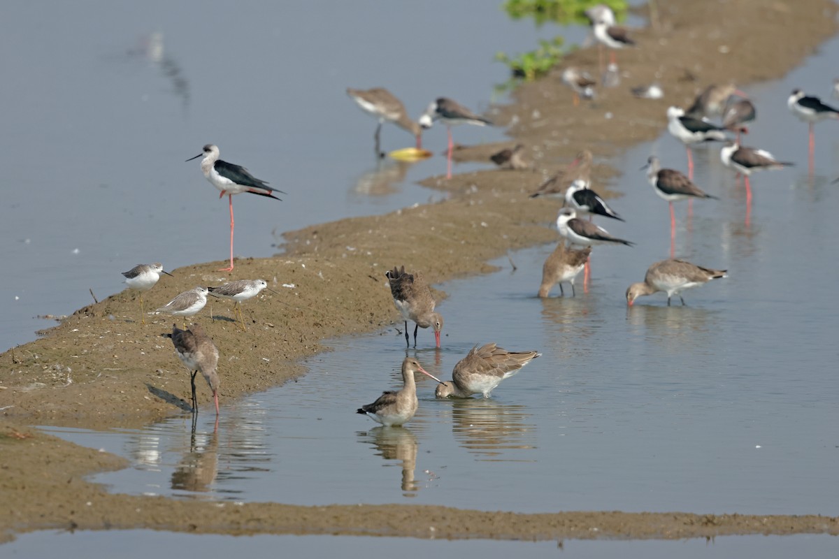 Морин цууцал - ML644362227