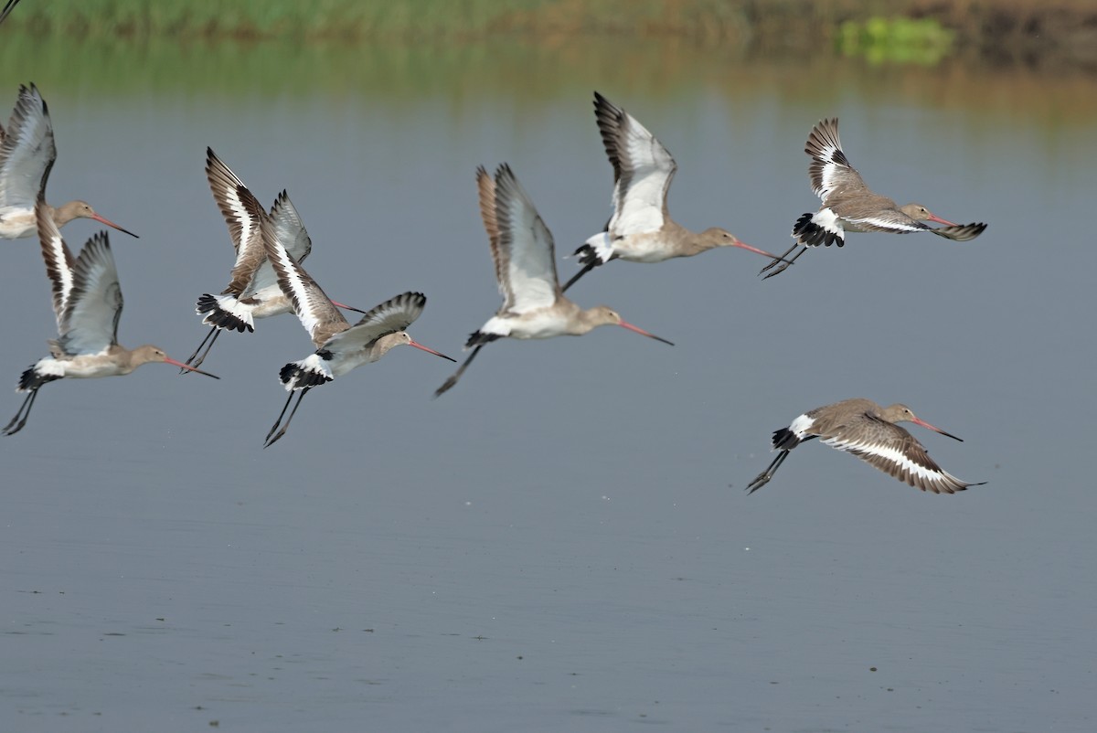 Морин цууцал - ML644362229