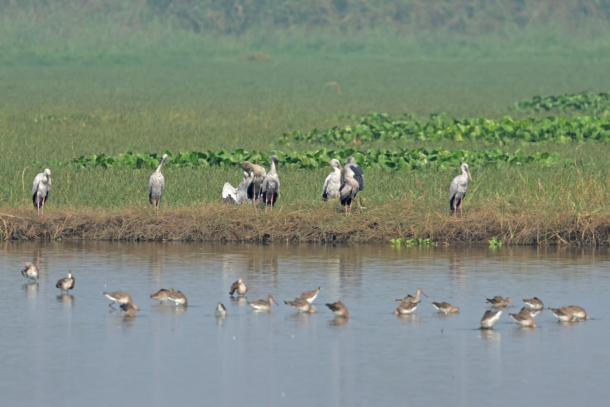 Морин цууцал - ML644362230